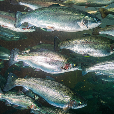 silvery steelhead trout swimming left to right inside the aquafort