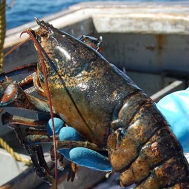 a gloved hand holds a lobster on a boat