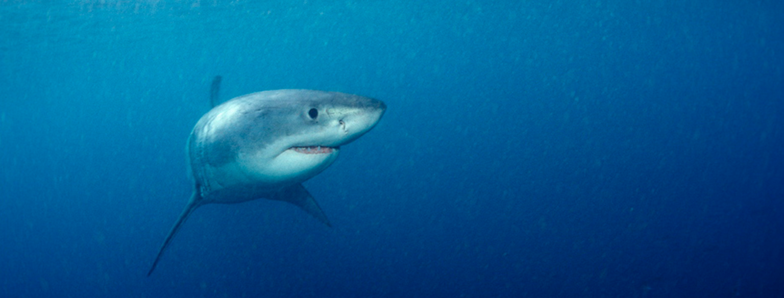 Recent shark attack, sightings: Should they be a cause for concern?