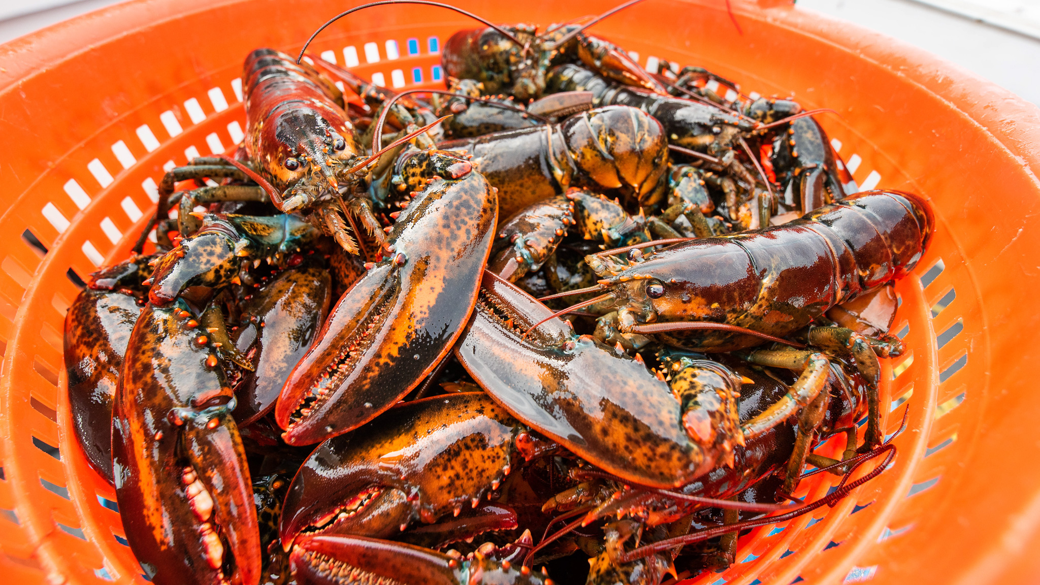 A bin of lobster on a commercial lobster boat. 