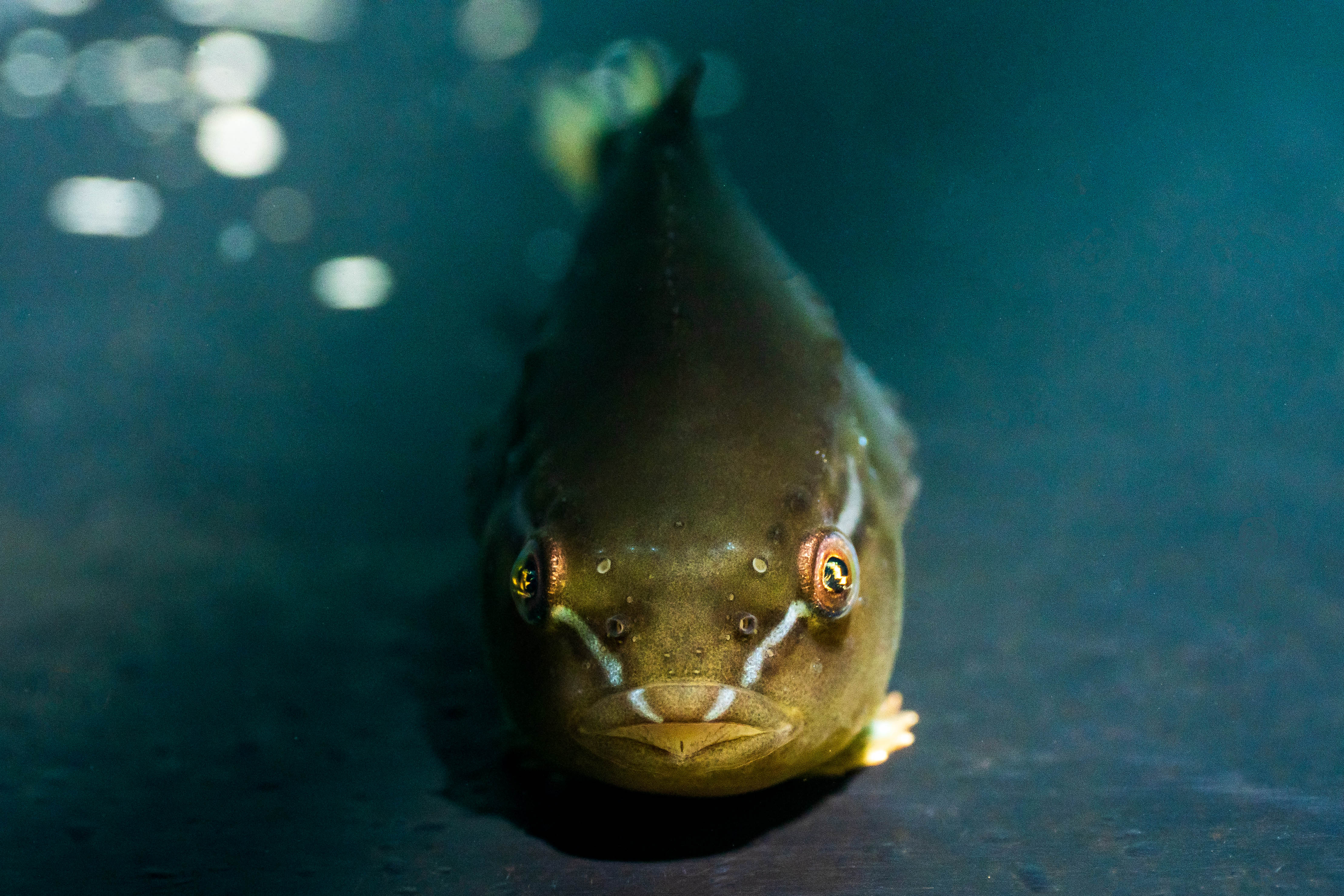 A lumpfish underwater looking at the camera. 