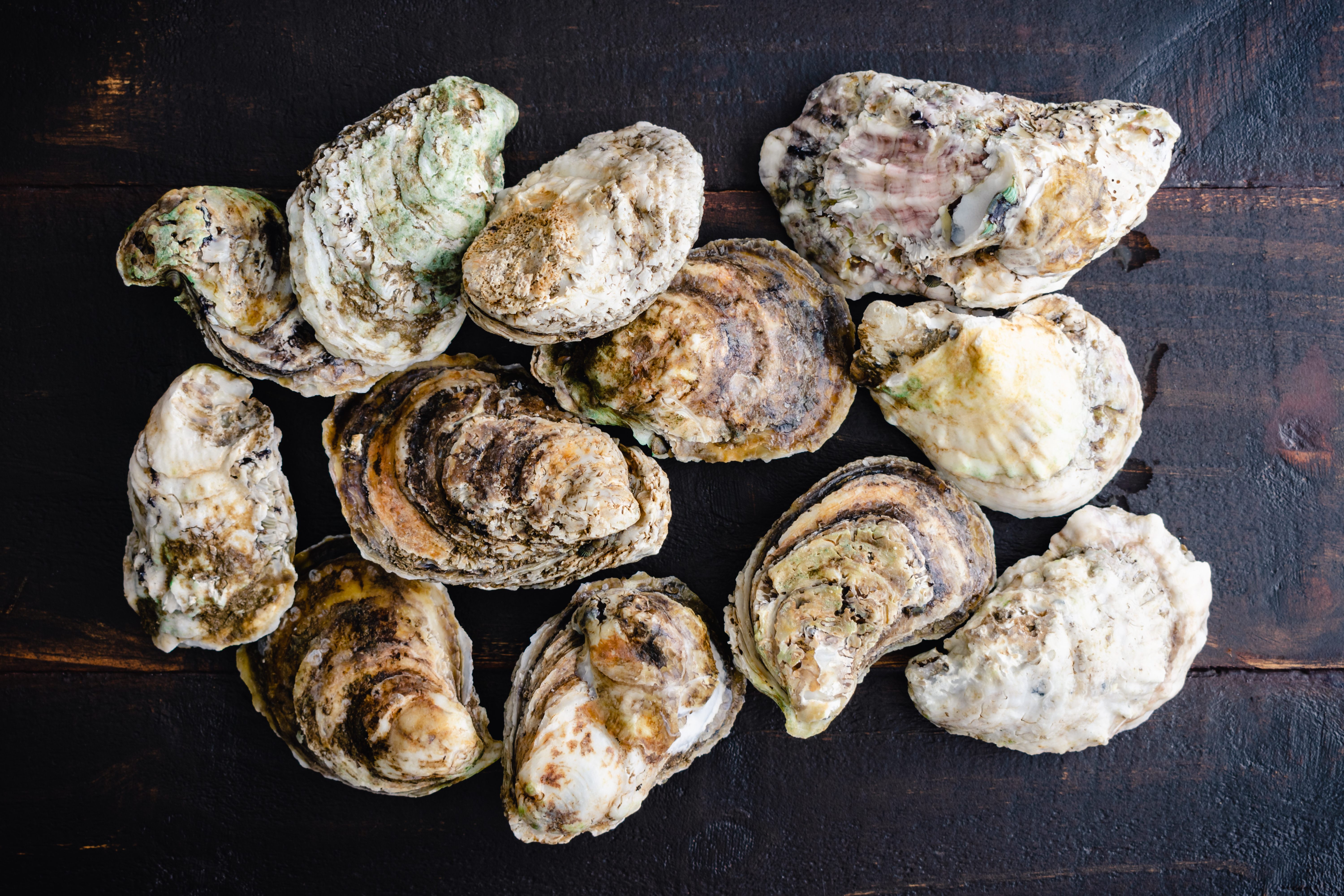 Eastern oysters on a table.