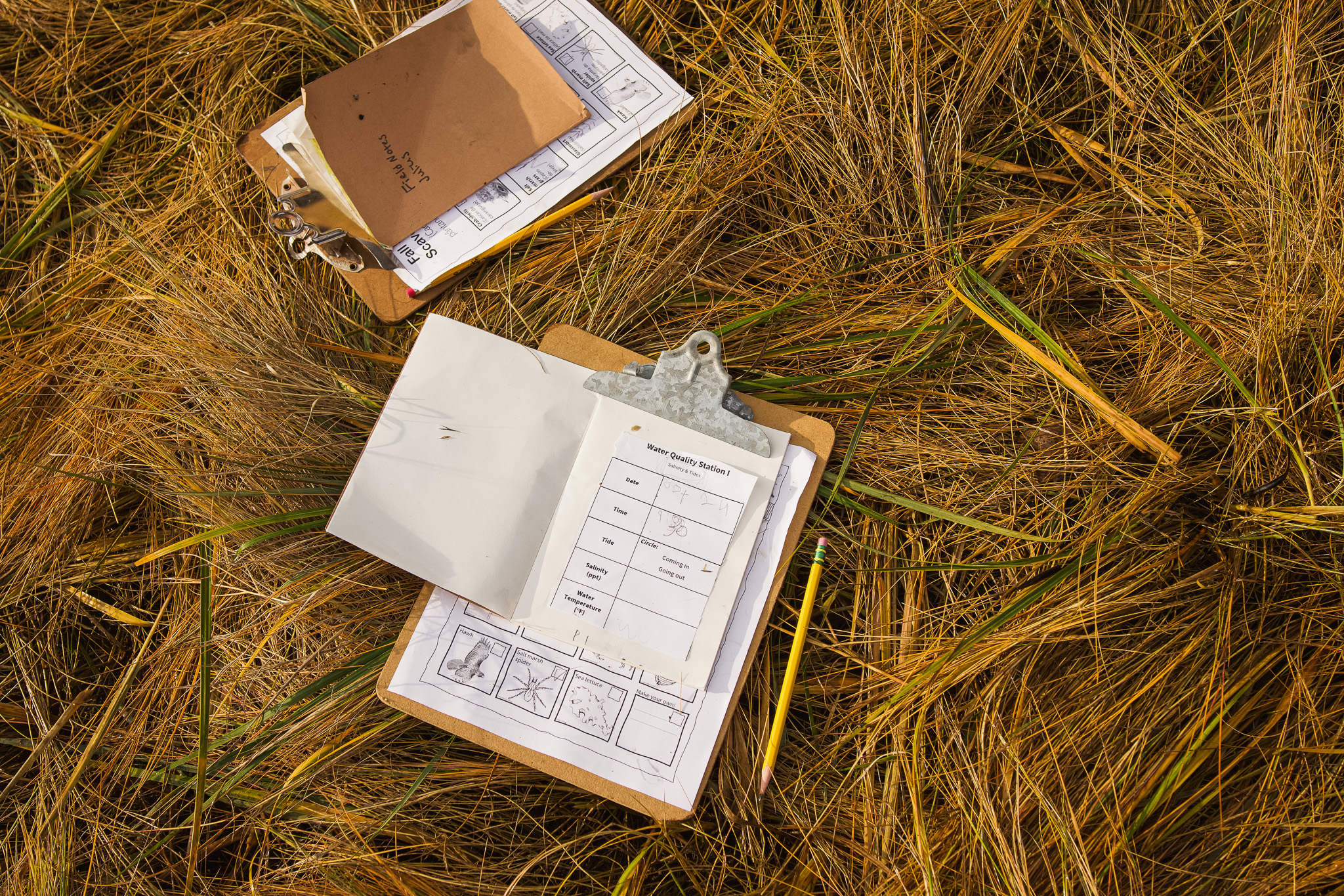 Two field notebooks lie in the salt marsh.
