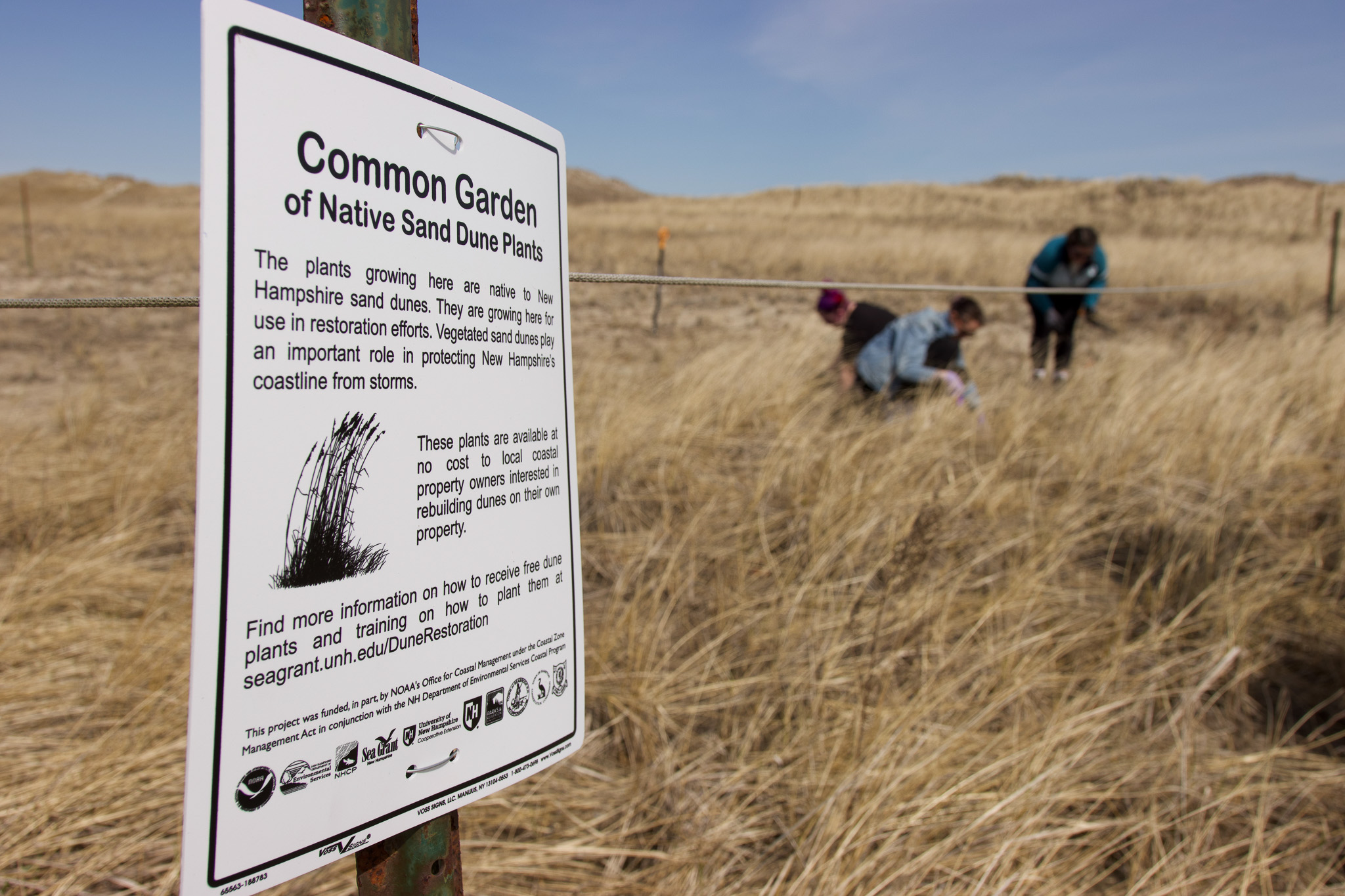 A sign for the Common Garden in the foreground, with volunteers harvesting dune grass in the background.