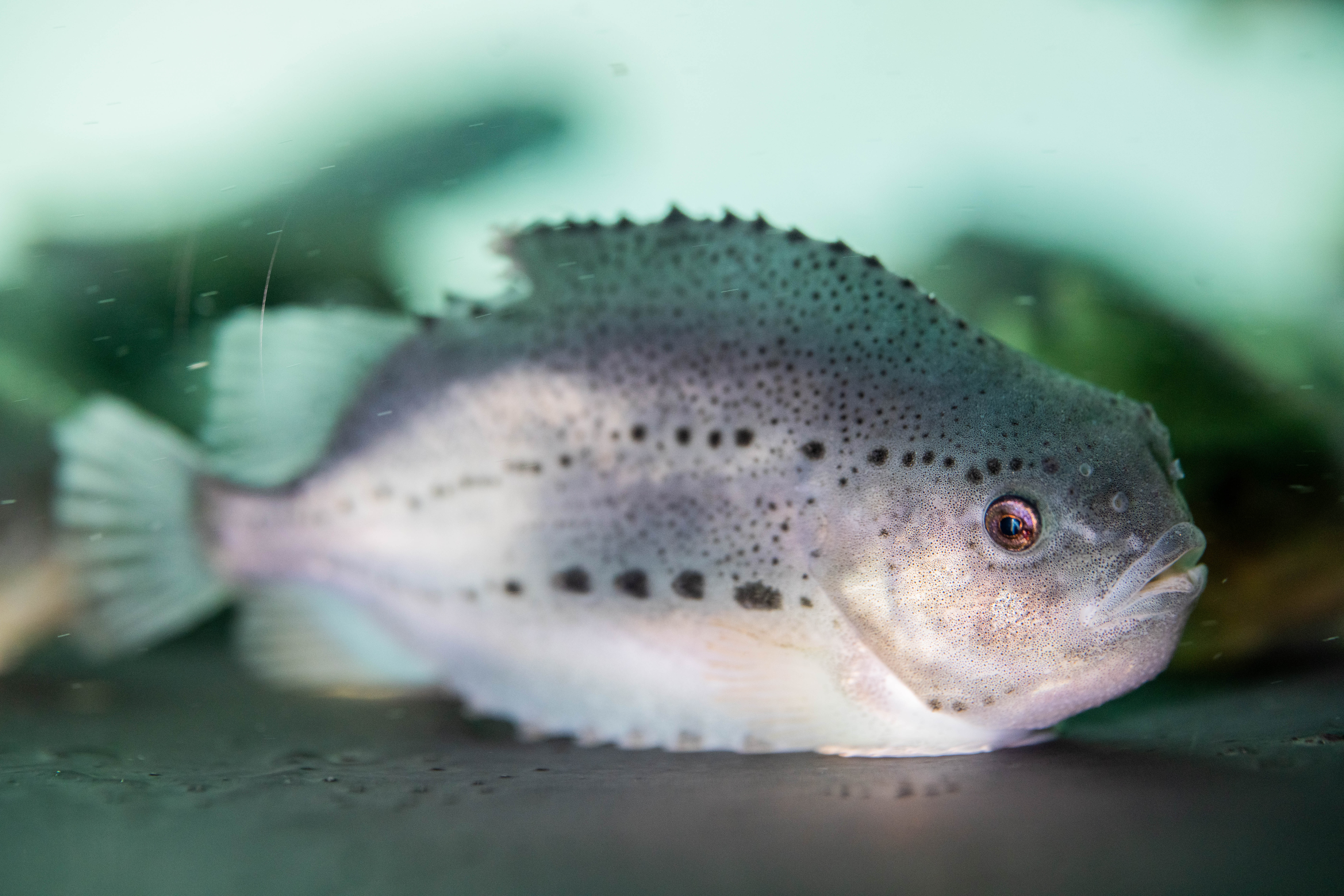 A close up view of a lumpfish.