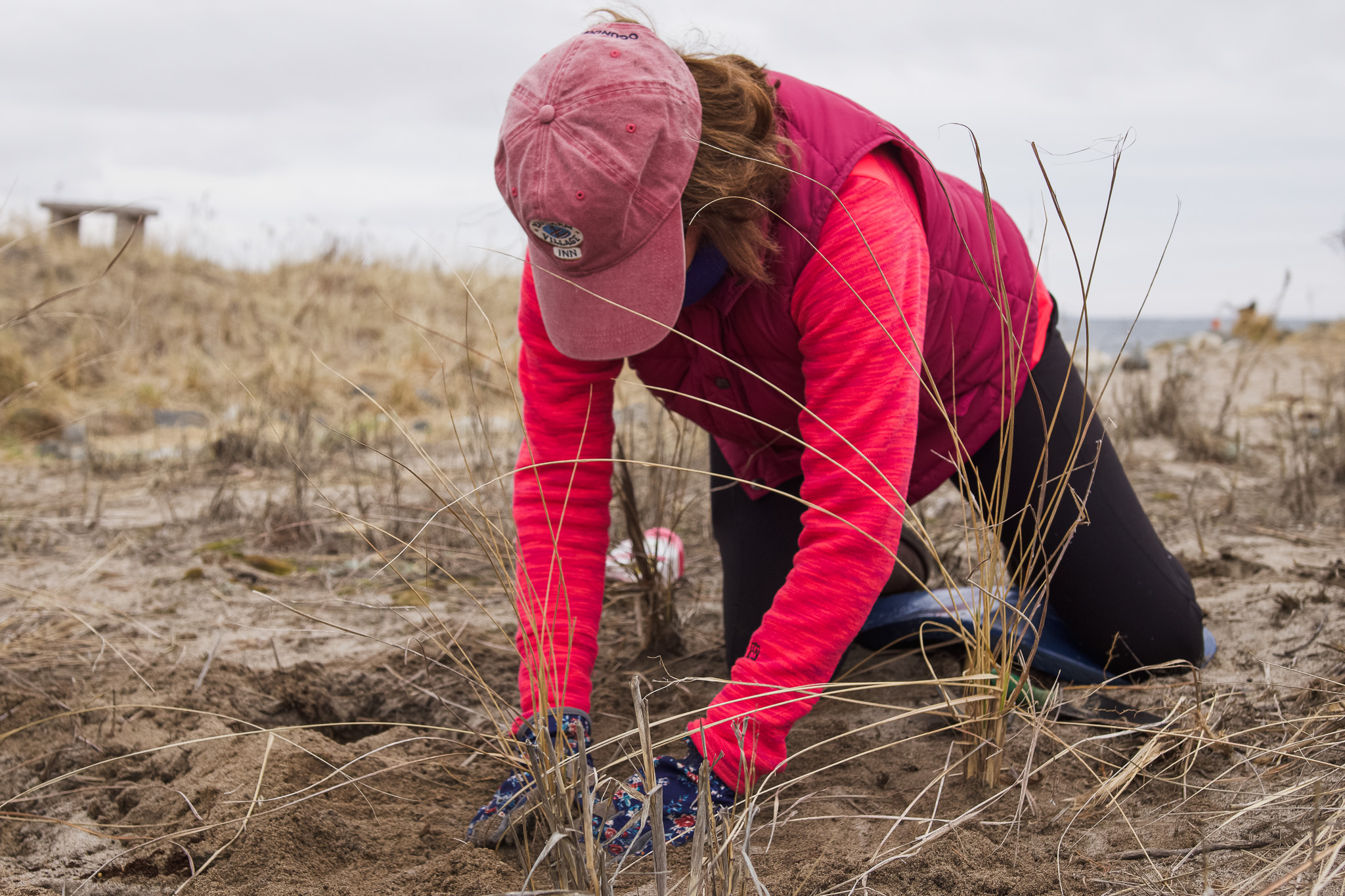 A women kneels in the sand, planting dune grass.