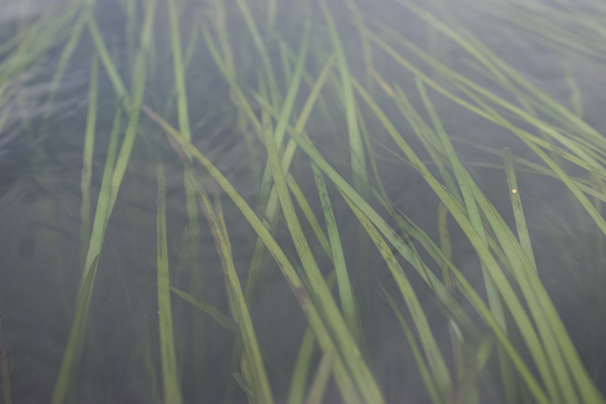 A bed of eelgrass as viewed from right above the water's surface. 