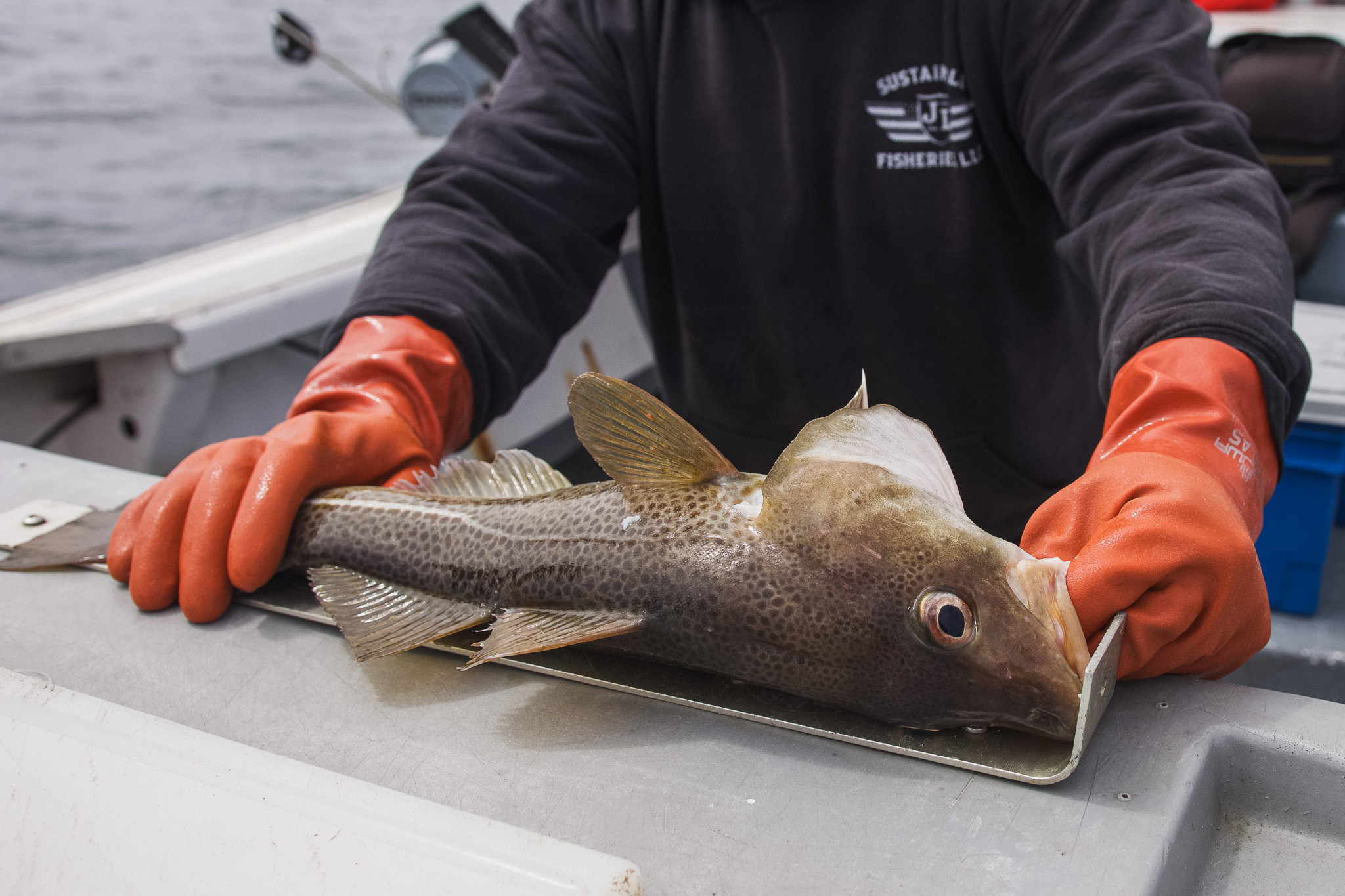 A close up photo of an Atlantic Cod being measured. 