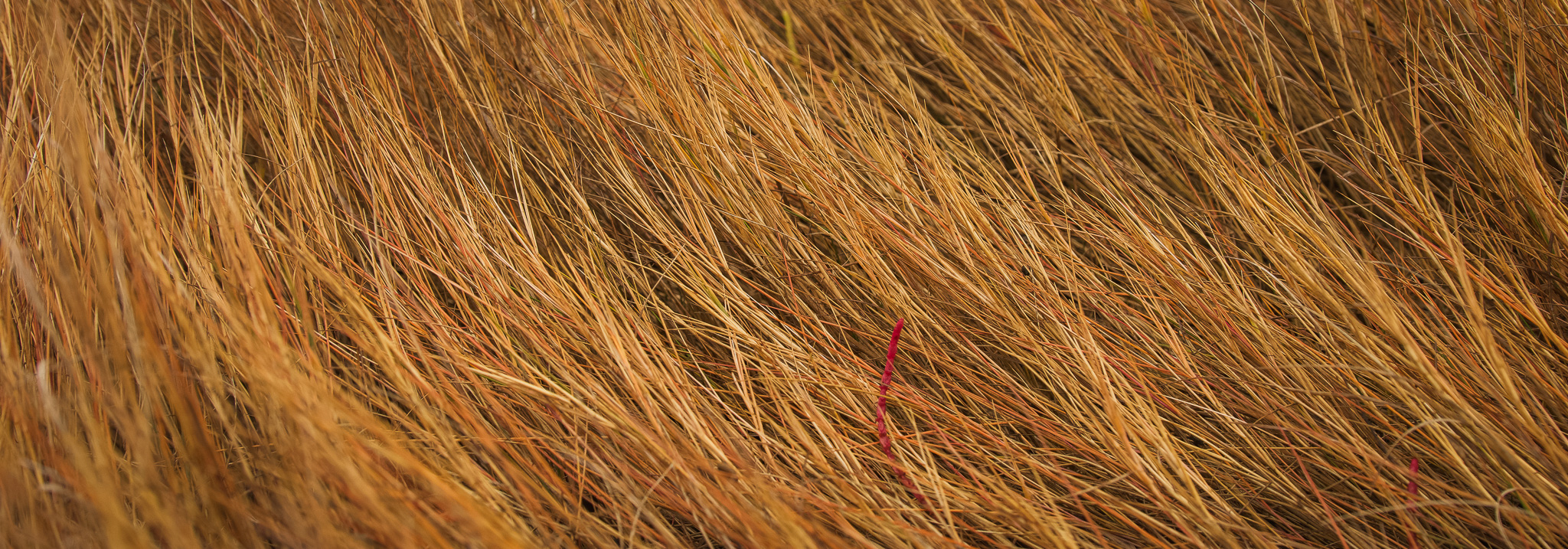 Salt marsh grass.