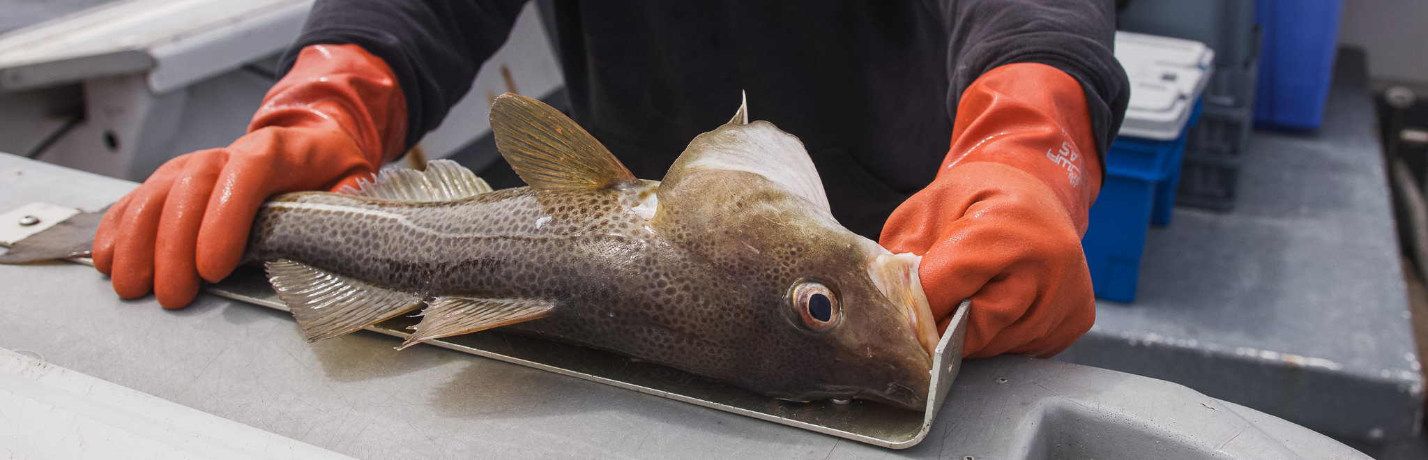 A fisherman holding an Atlantic cod on a measuring board. 