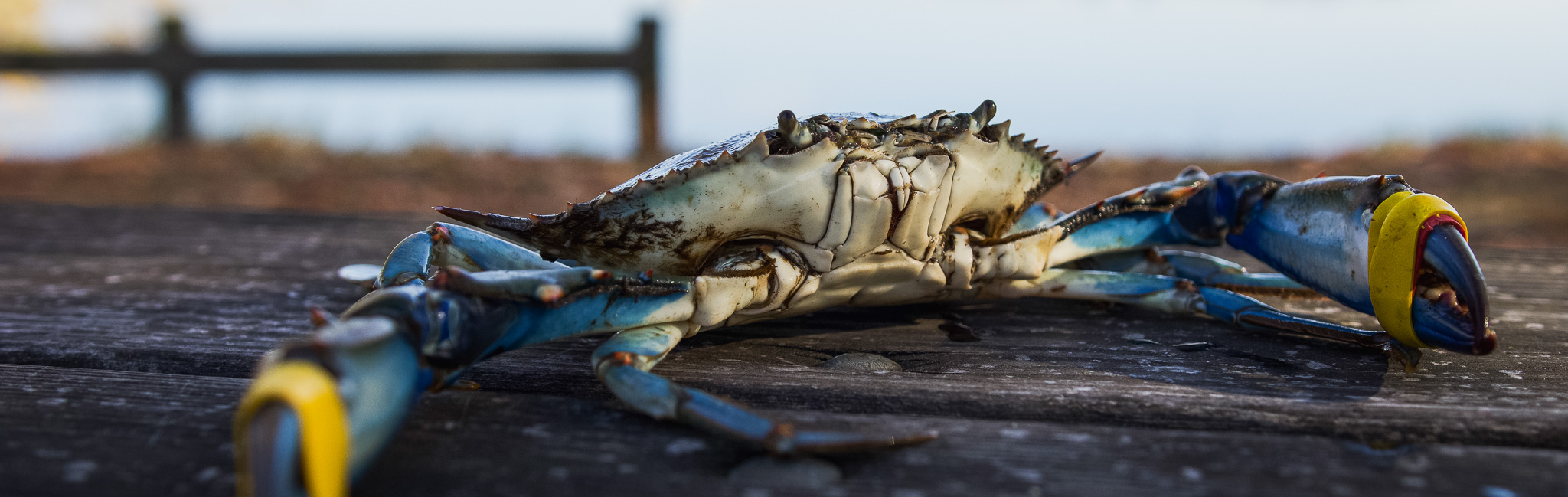 A blue crab on a wooden table near the bay.
