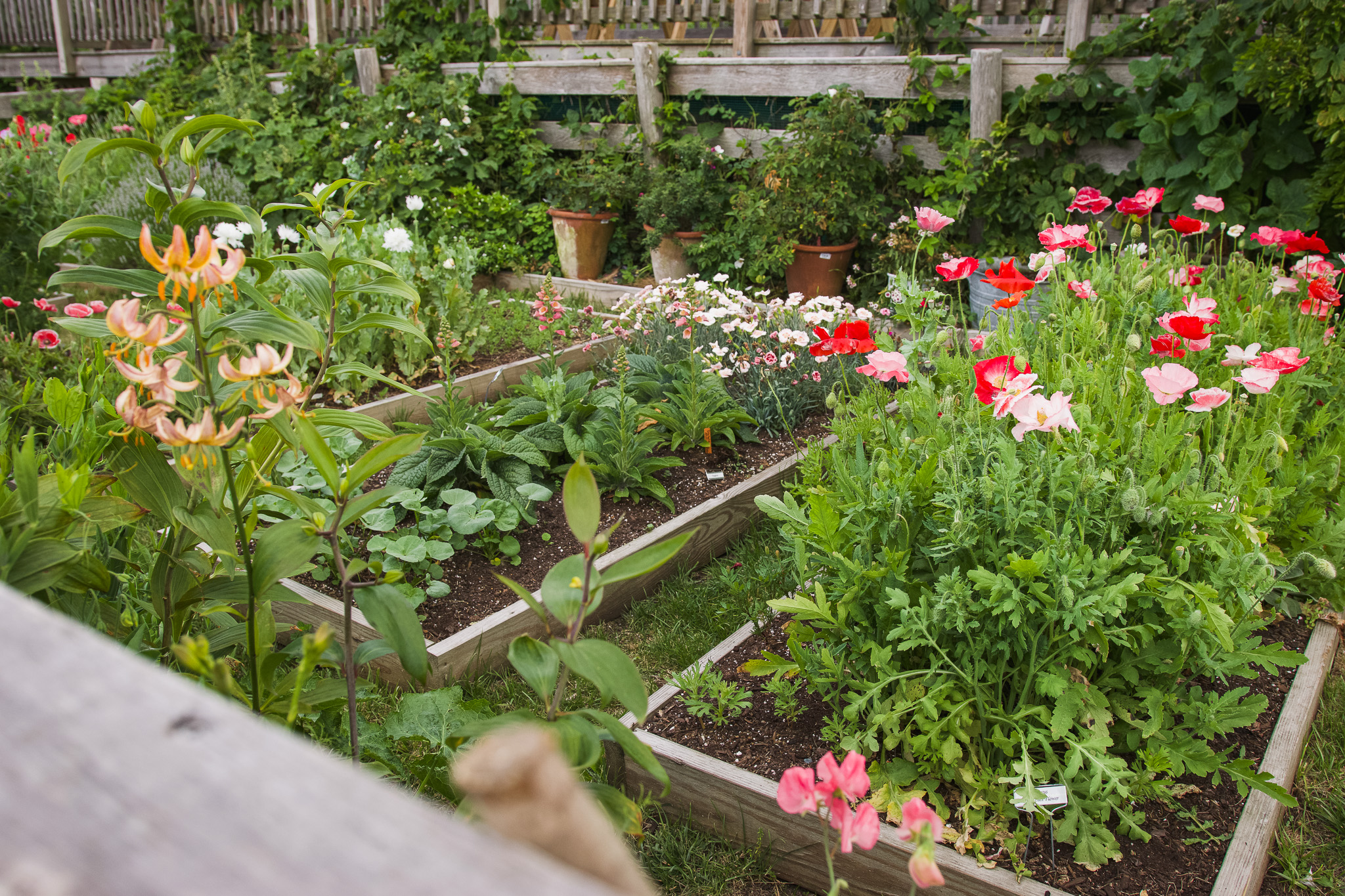 A garden with many flowers.