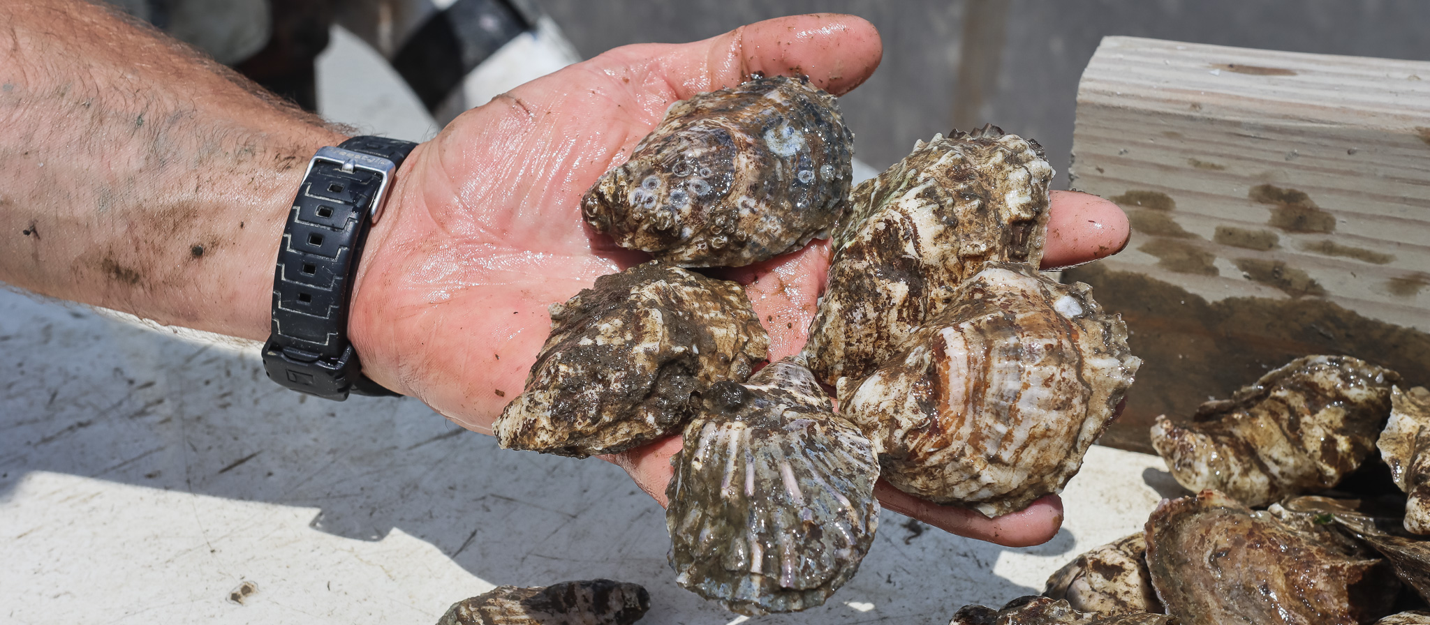 A hand holding our 5 oysters.