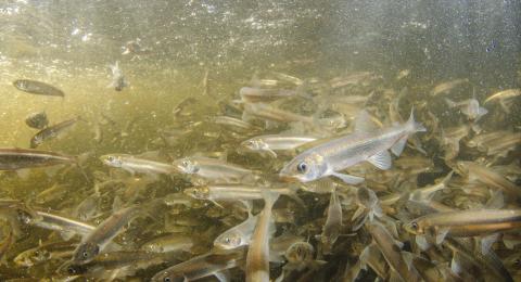 A school of Rainbow Smelt in a river