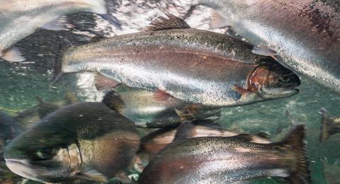 steelhead trout swim under the surface of green water