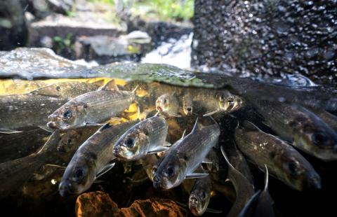 a dozen river herring photographed underwater along their spring migration route in Maine