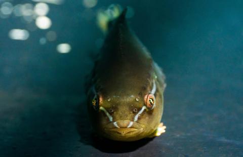 A lumpfish underwater looking at the camera. 