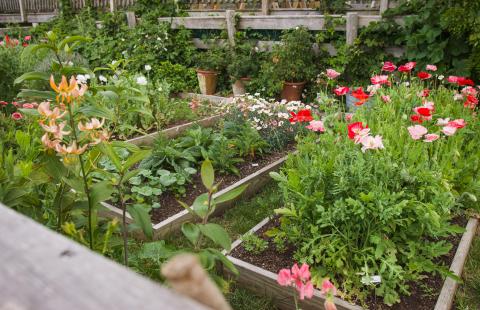 A garden with many flowers.