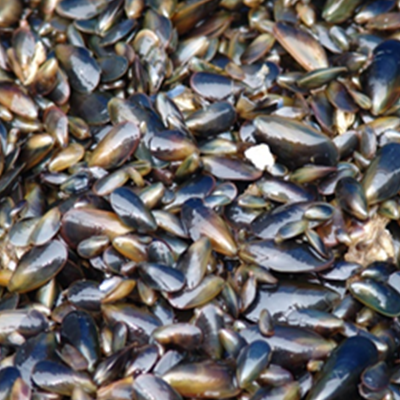 mussels closeup