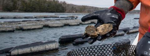 Hannah LeMire - Oyster Farmer - Fishers Island Oyster Farm