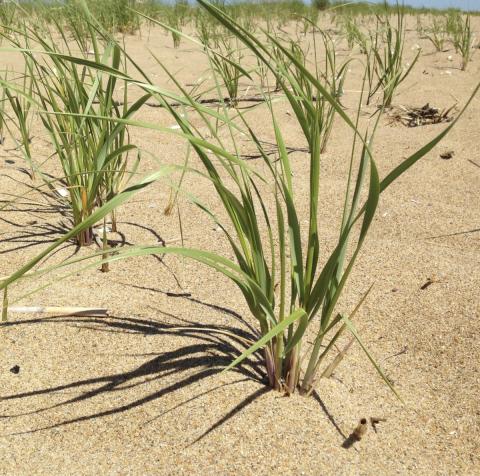 American beachgrass