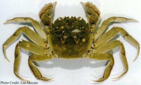 mitten crab