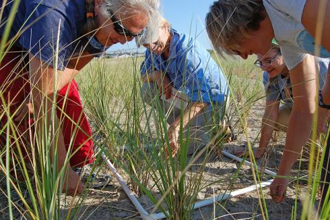 Volunteers doing a transect study on the beach