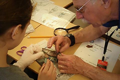 Marine Docent helping a student dissect a squid