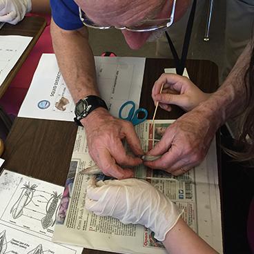 Marine Docent assisting a student with a squid dissection