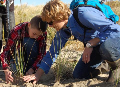 dune grass planting