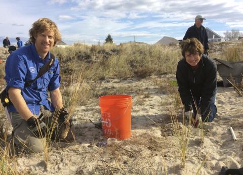 adults dune grass planting