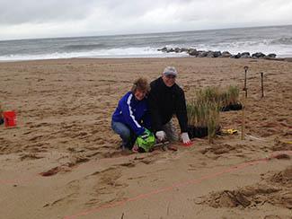 dune planting