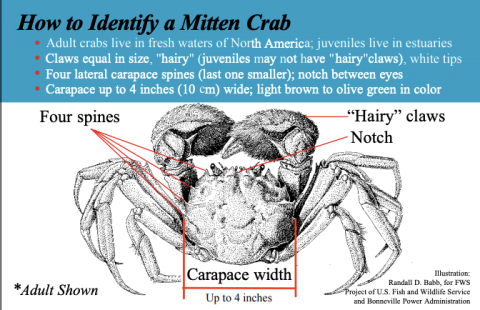 identify a mitten crab