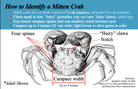 Gloves off as scientists go to war on mitten crab, Environment