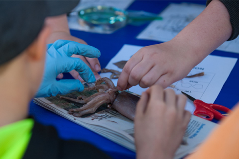 squid dissection