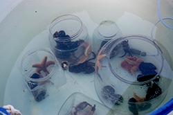 sea stars in jars