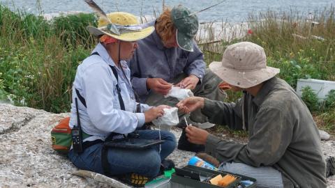 3 people conducting fieldwork on the shore.