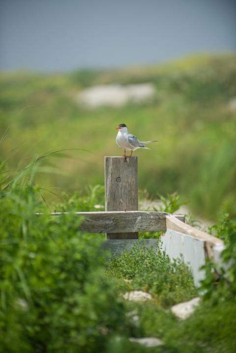 Bird on a fence post