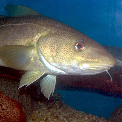 cod fish