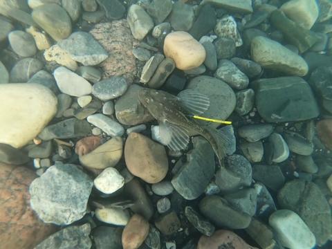 Fish swimming over rocks