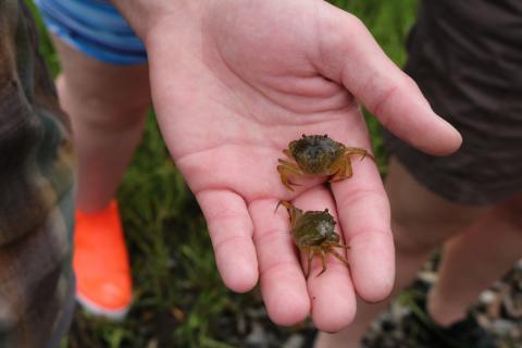 two green crabs in palm of hand