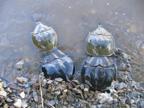 horseshoe crabs in the water 