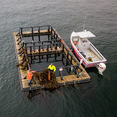 drone photo of integrated multi-trophic aquaculture system raft in the Piscataqua River. Photo by Scott Ripley/UNH