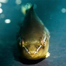 Lumpfish