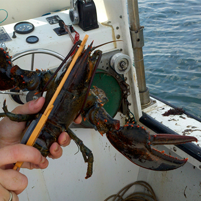 A lobster being measured