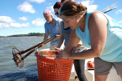 Grabbing oysters with a rake and orange bucket