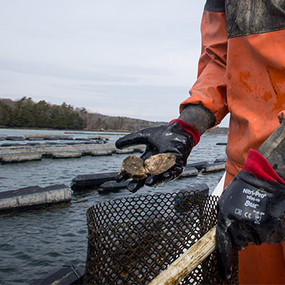 photo of oyster farmer with two oysters in hand. Photo by Scott Ripley/UNH