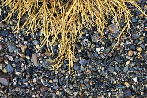 rockweed on the NH Seacoast