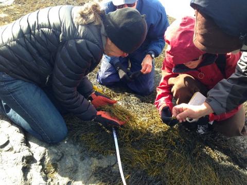 coastal research volunteers observing rockweed on the NH coast