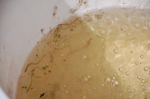 glass eels in a bucket of water